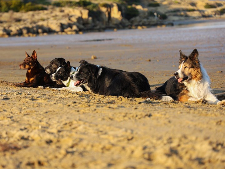 Secluded & Dog-Friendly Beaches