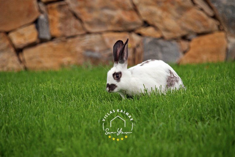 Villa Vlastelini I image 64 of 74