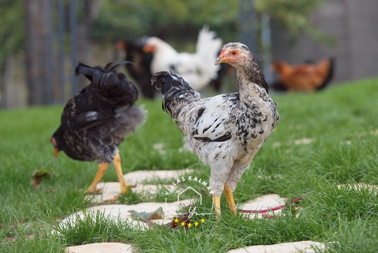 Luxury villa in Istria with vegetable garden and family-friendly farm animals