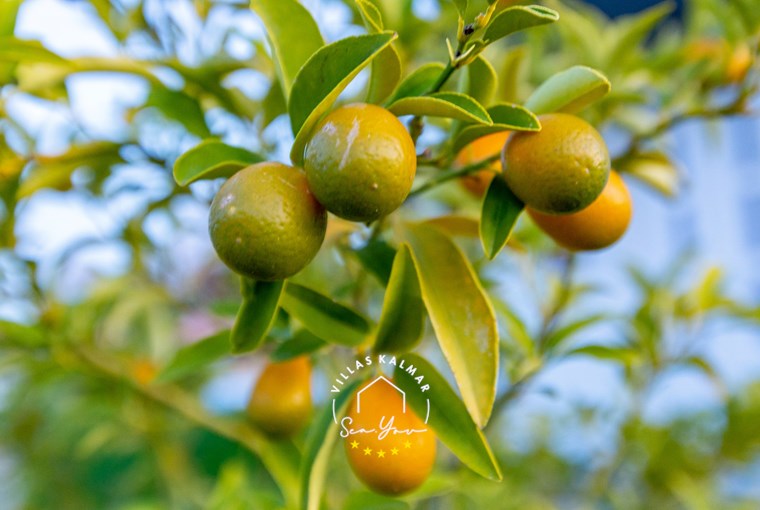 Villa Alba Rossa slika 15 od 74