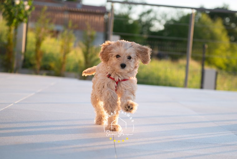 Villa Callista foto 11 di 42