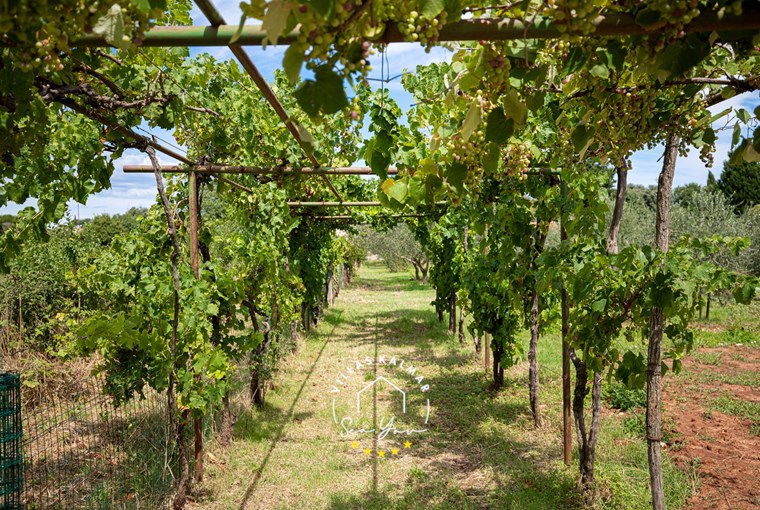 Villa Cvita foto 31 di 47