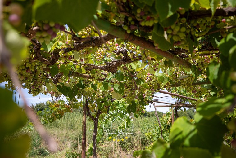 Villa Cvita foto 32 di 47